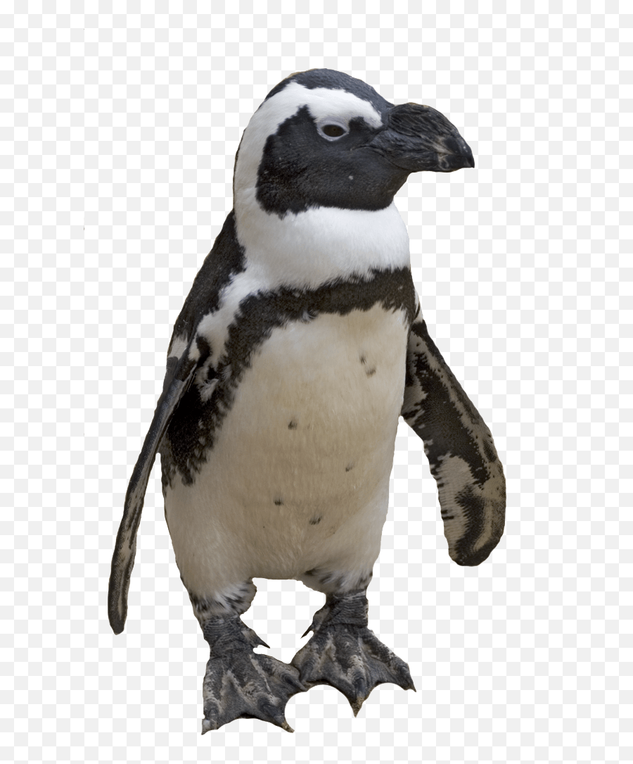 Penguin Png Images Free Download - Penguin Transparent Png Emoji,Penguin Transparent Background