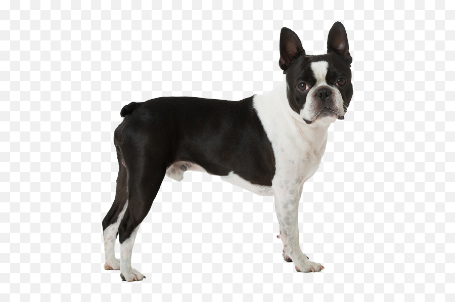Boston - Terrierpricing U2013 Pet Salon Bark Avenue Emoji,Boston Terrier Png