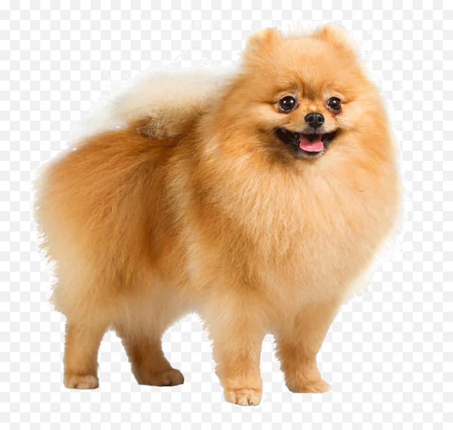 Library Of Pomeranian Dog Vector Transparent Png Files - Pomeranian Dog Png Emoji,Pom Pom Clipart