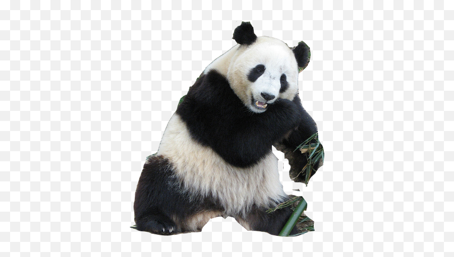 Panda Png Animal Images Panda Bear Cute Panda Baby Panda - Oso Panda Gigante Png Emoji,Bear Transparent Background