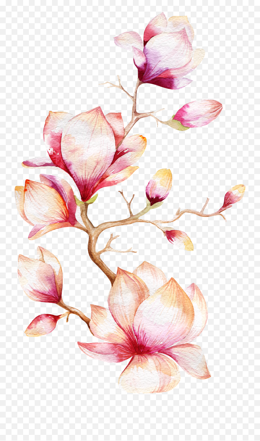 Download Flower Magnolia Tree - Magnolia Flower Watercolor Emoji,Orchid Clipart