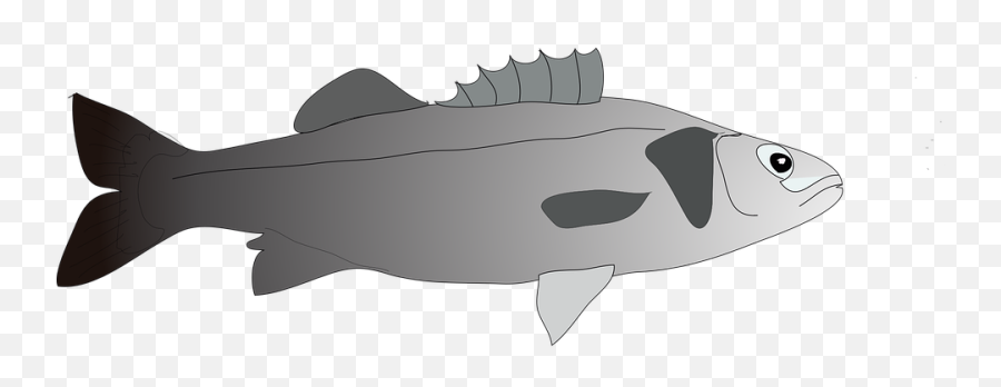 Sea Bass Fish Emoji,Bass Fish Png