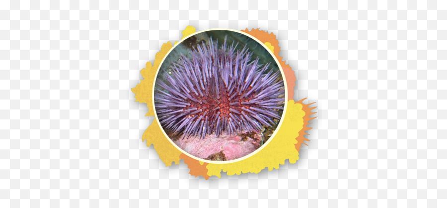 State - Stencilseaurchinthesnorkelstoremauihi The Emoji,Sea Urchin Png