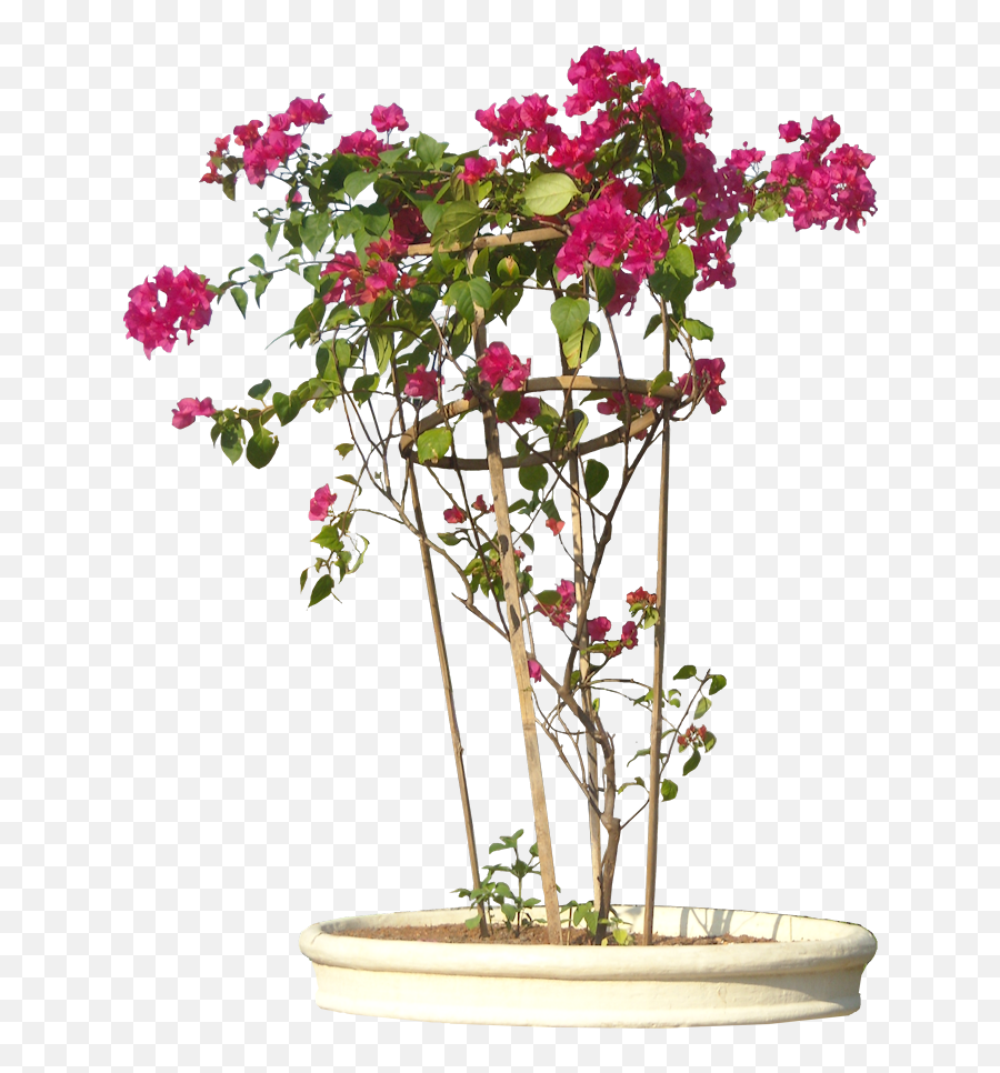 Plant Pictures Ornamental Plants Emoji,Potted Plant Transparent Background