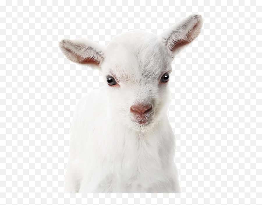 Baby Goats Baby Animals Cute Animals Emoji,Goat Transparent Background
