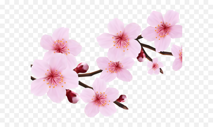 Download Hd Cherry Blossom Clipart File - Cherry Blossom Background Petals Cherry Blossom Texture Emoji,Cherry Clipart