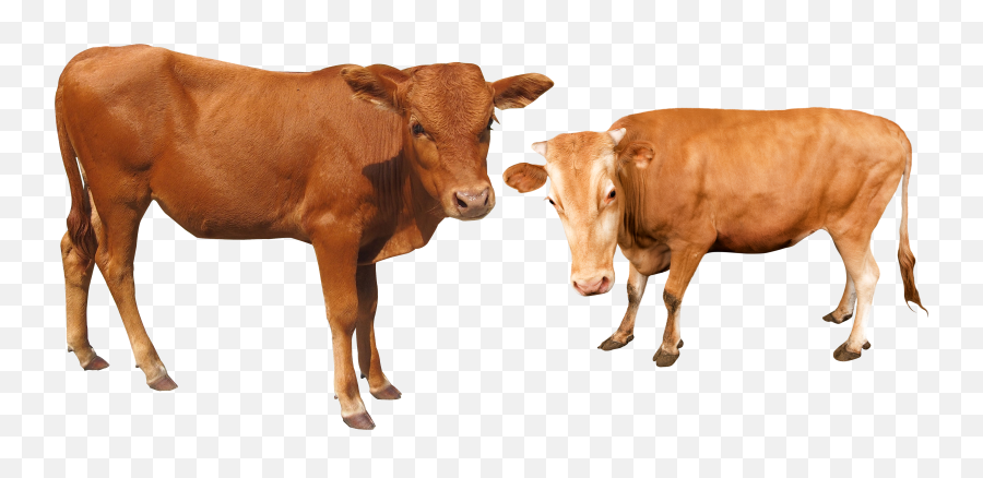 Buffalo Clipart Cow Buffalo Cow Transparent Free For - Cow And Buffalo Png Emoji,Cow Clipart