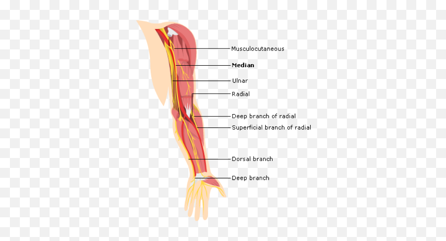 Brachial Plexus Anatomy Of The Upper Limb Learn Surgery Emoji,Plexus Png