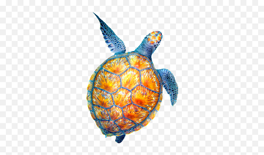 Download Sea Clipart Tumblr Transparent - Drawing Full Loggerhead Sea Turtle Emoji,Sea Clipart