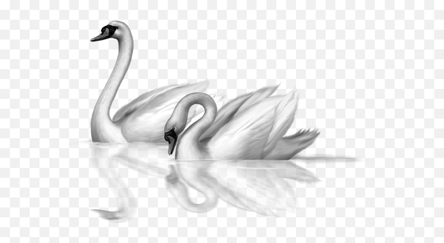 Swan Clipart Image 2 - Swan Transparent Emoji,Swan Clipart