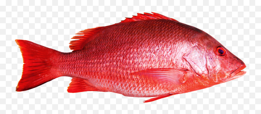 Download Red Snapper - Red Snapper Fish Png Png Image With Fish Red Snapper Png Emoji,Fish Png
