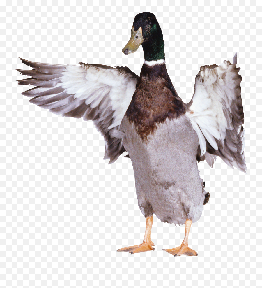 Duck Transparent Png Image Emoji,Duck Transparent
