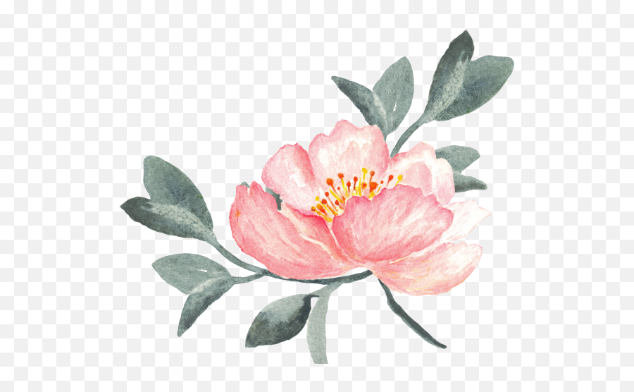 Download Hd Peony Clipart Swag - Png Transparent Peony Flower Watercolor Png Emoji,Peony Clipart
