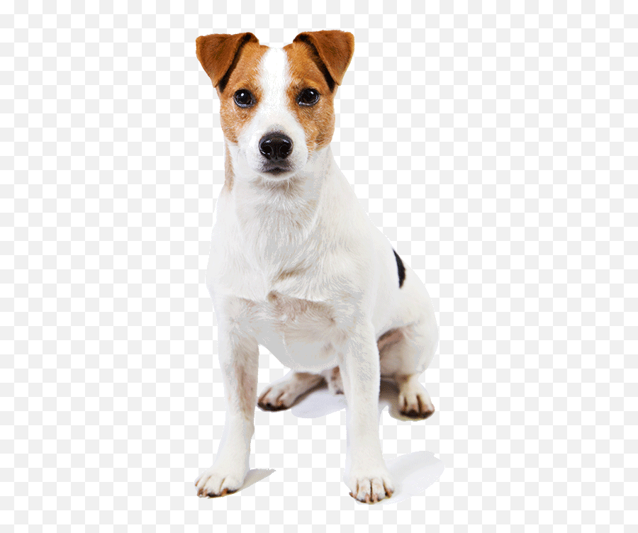 Jack Russell Terrier Transparent Images Png Arts - Collar Emoji,Transparent Tv Show