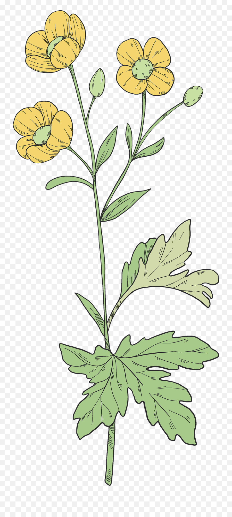 Wildflowers Clipart - Creeping Buttercup Emoji,Wildflower Clipart