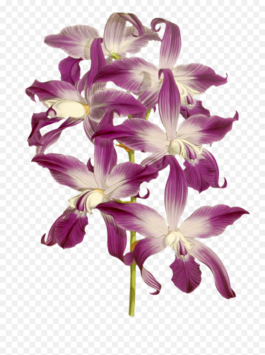 Orchid Painted Art Clipart Free Stock - Orchids Emoji,Orchid Clipart