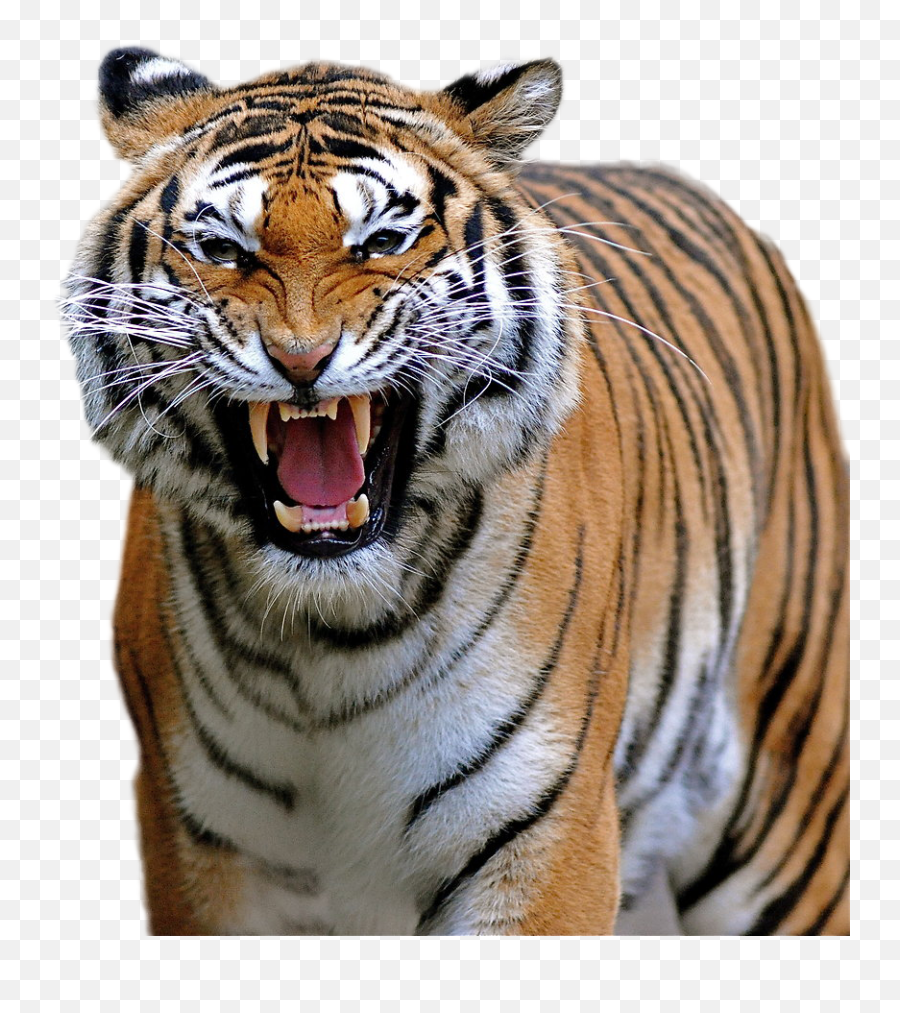Download Hd Tiger Png Image - Menacing Animals Transparent Tiger Adaptations Emoji,Menacing Png