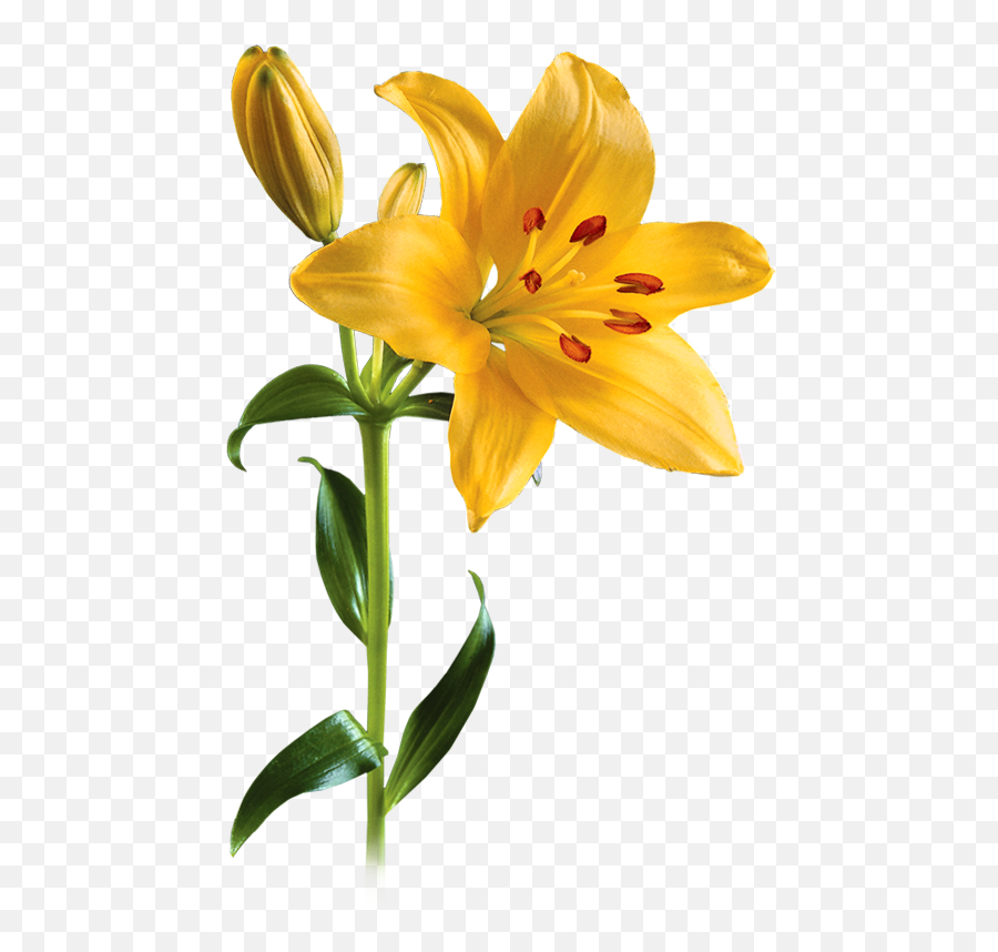 Lily Flower Png Lily Flower Transparent Background - Lily Png Emoji,Flower Transparent Background