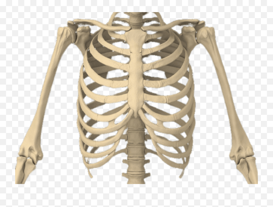 Rib Cage Transparent Png - Rib Cage Transparent Emoji,Cage Png