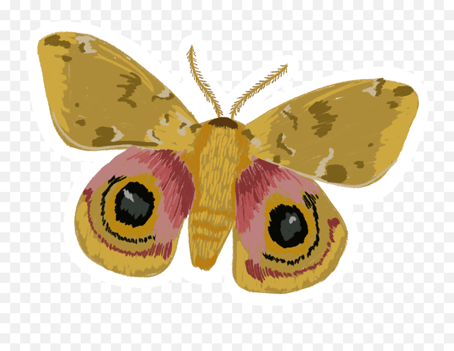 Moth Illustrations On Behance - Io Moth Emoji,Moth Transparent