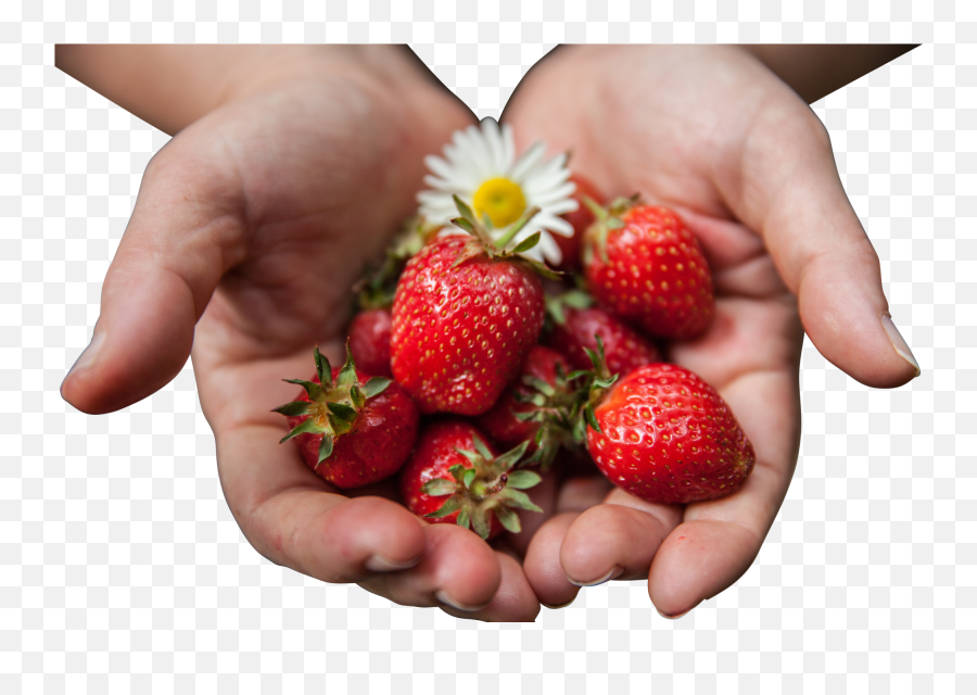 Download Strawberries Png Image For Free - Hands Full Of Fruit Emoji,Strawberries Png