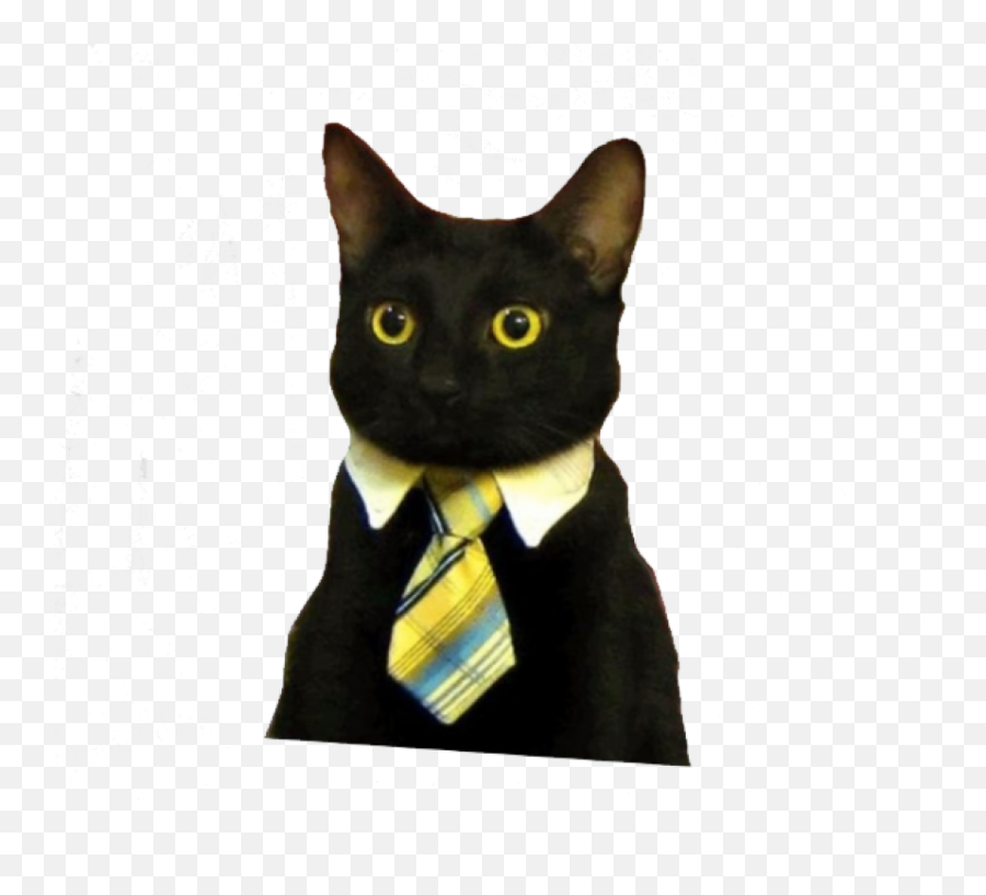 Black Cat Png - Photo 377 Free Png Download Image Png Emoji,Black Cat Transparent Background