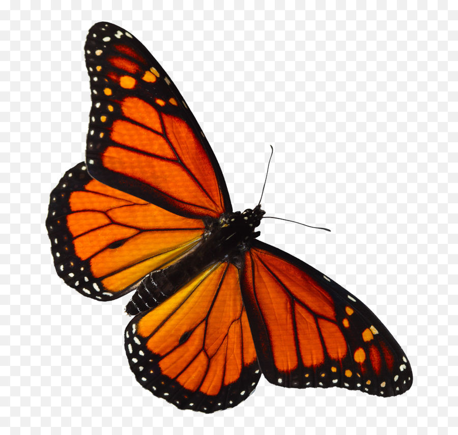 Monarch Butterfly Png Transparent Images U2013 Free Png Images - Clipart Monarch Butterfly Png Emoji,Butterfly Png