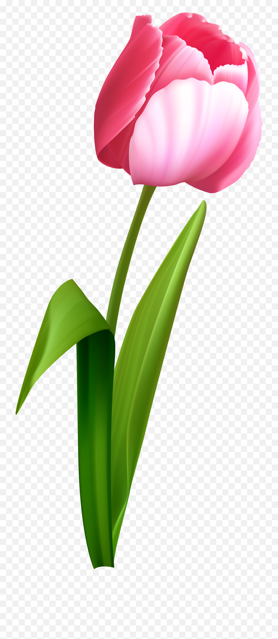 Free Free Tulip Clipart Download Free - Tulip Clipart Emoji,Tulips Clipart