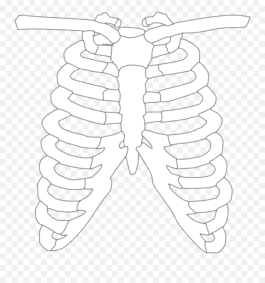 Rib Cage Ribs Skeleton Bones Png - Skeleton Torso Clipart Emoji,Cage Png