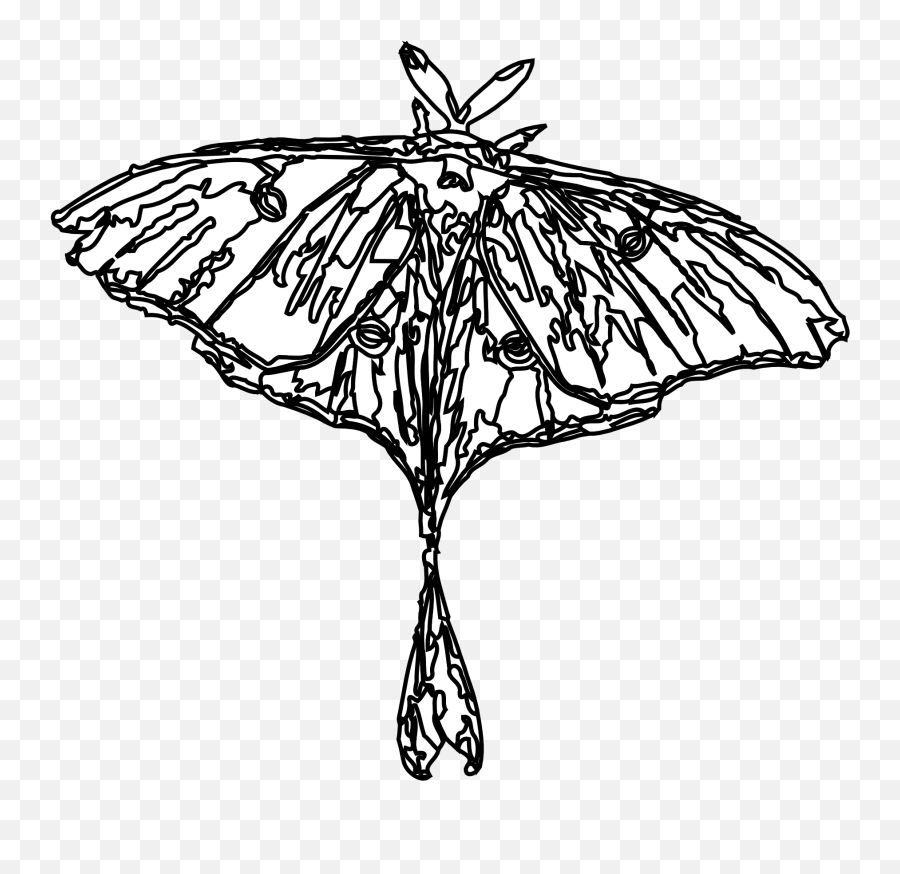 Moth Clipart Lunar - Transparent Moth Drawing Full Size Drawing Luna Moth Png Emoji,Moth Transparent