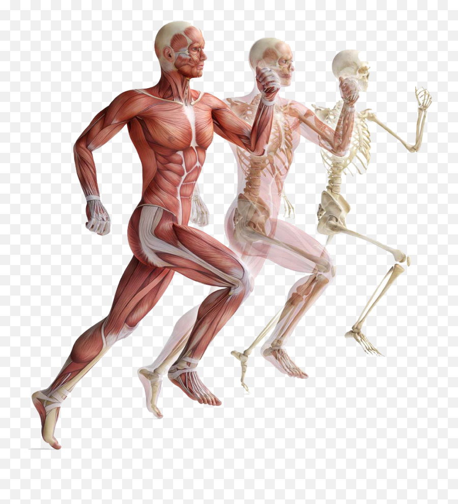 Human Skeleton Png - Anatomy And Physiology For Exercise Anatomy And Physiology In Sport Emoji,Skeleton Png