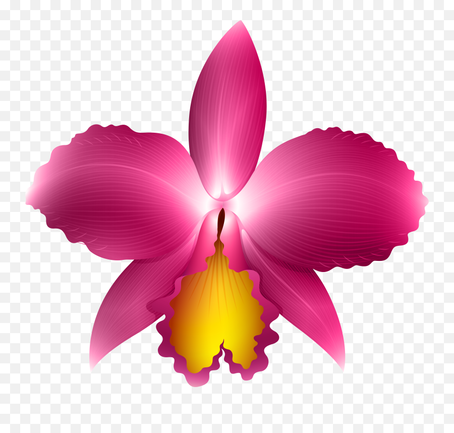 Orquidea Cattleya Png Transparent Png - Cattleya Png Emoji,Orchid Clipart