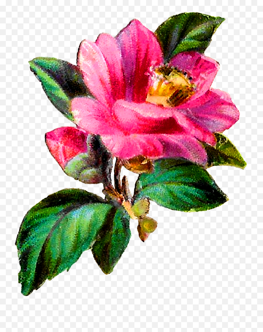 Camellia Flower Botanical Art Clipart Emoji,Clipart Downloadable