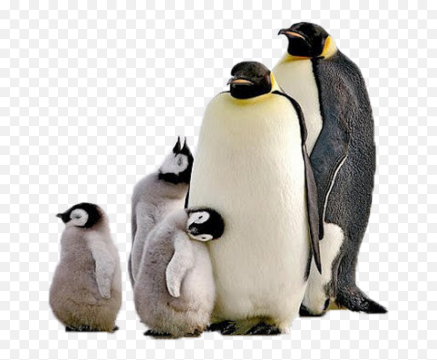 Penguins Sticker By Cherigoodman59 Emoji,Baby Penguin Clipart