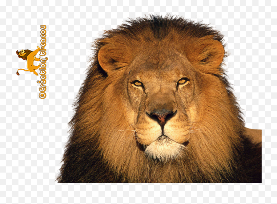 Lion Render Png Transparent Background Free Download 42294 Emoji,Lion Face Png