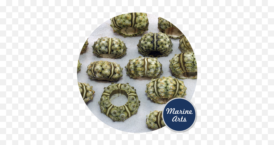 Sea Urchin - Natural Stone Marine Arts Wholesale Shells Emoji,Sea Urchin Png