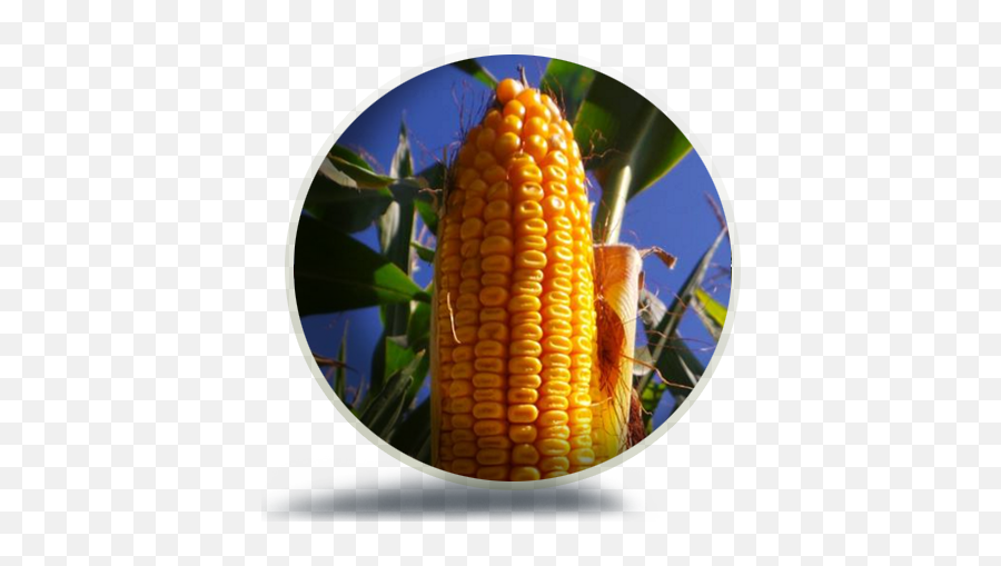 Mid - Corn On The Cob Emoji,Corn Png