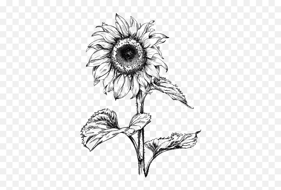 Pin By Nguyn Vit Cng On De Todito Sunflower Drawing - Illustration Sunflower Drawing Png Emoji,Sunflower Clipart Black And White