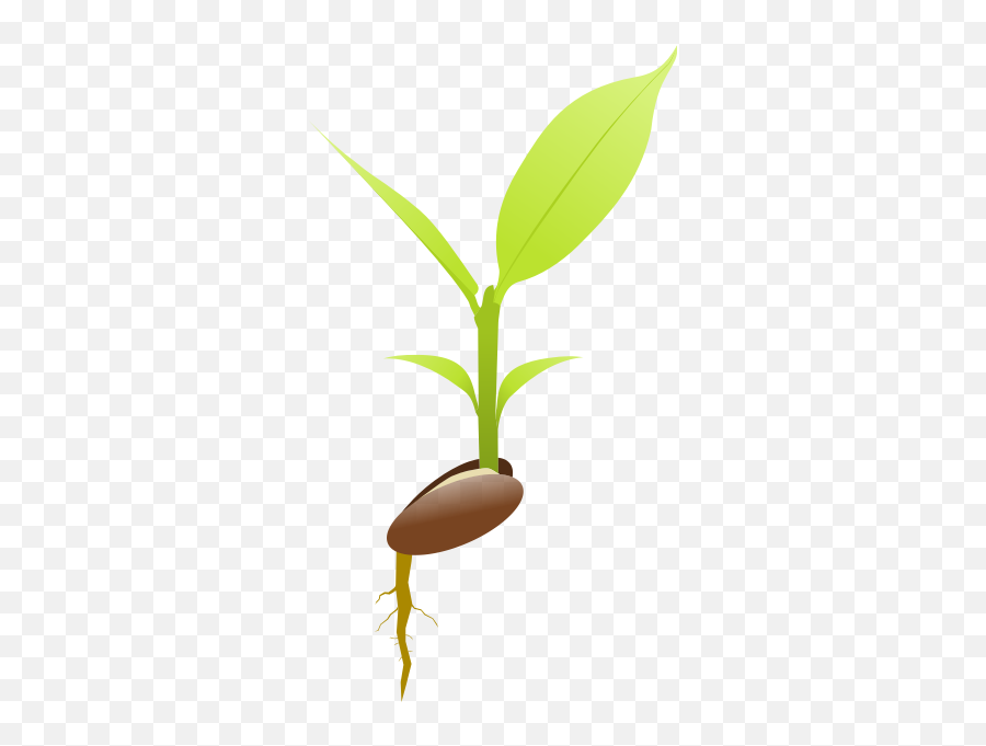 Seed Germinating Clipart - Clipart Germinating Seed Emoji,Seed Clipart