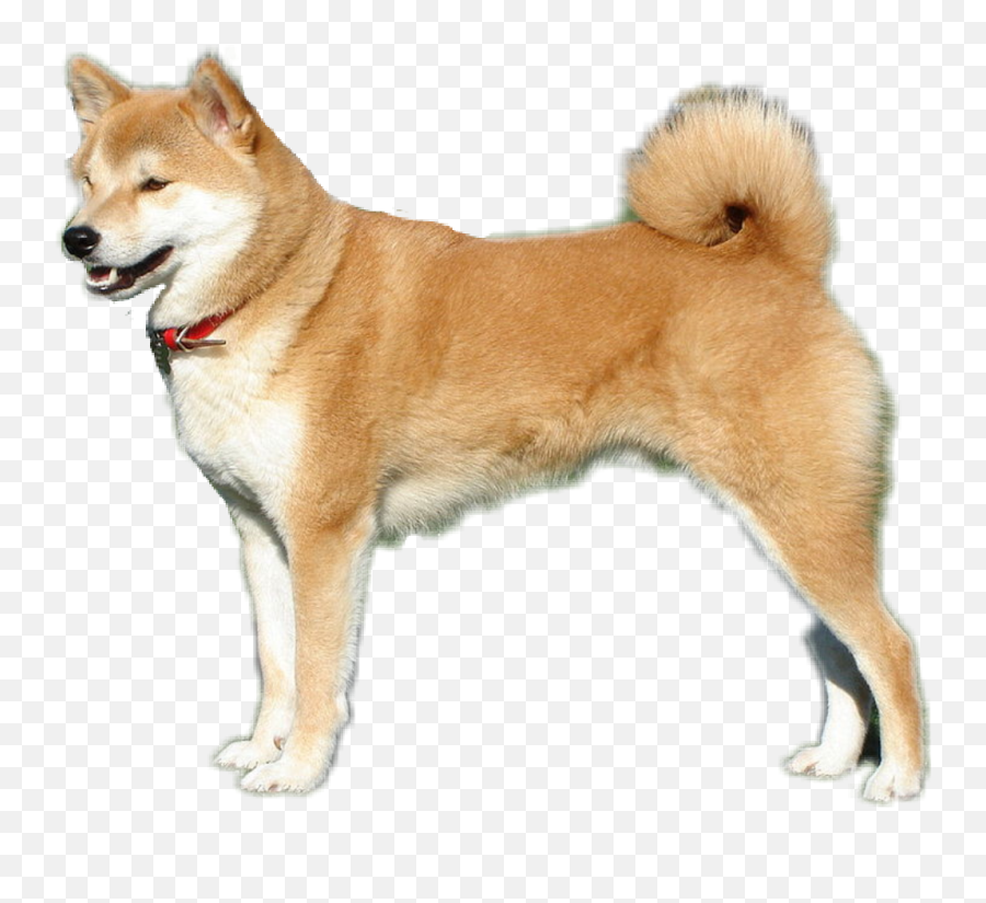 Download Dog Doggo Shiba Inu - Shiba Inu Easy To Take Care Emoji,Shiba Inu Png