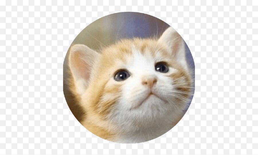Zsnmwy Github Emoji,Crying Cat Meme Transparent