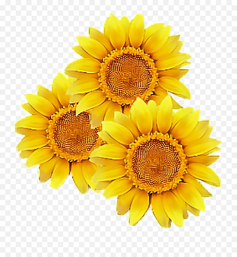 Sunflower Flower Yellow Cute Tumblr Overlay Flowers Emoji,Overlays Transparent Tumblr Flowers