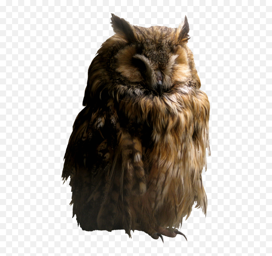 Owl Png Alpha Channel Clipart Images - Owl Transparent Emoji,Owl Png
