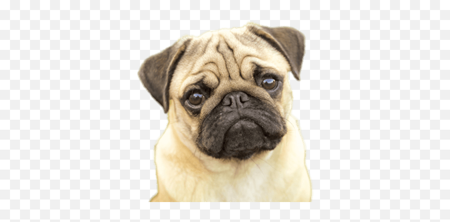 Download Pug Puppy Pug Clipart Png - Pug Face Emoji,Pug Clipart
