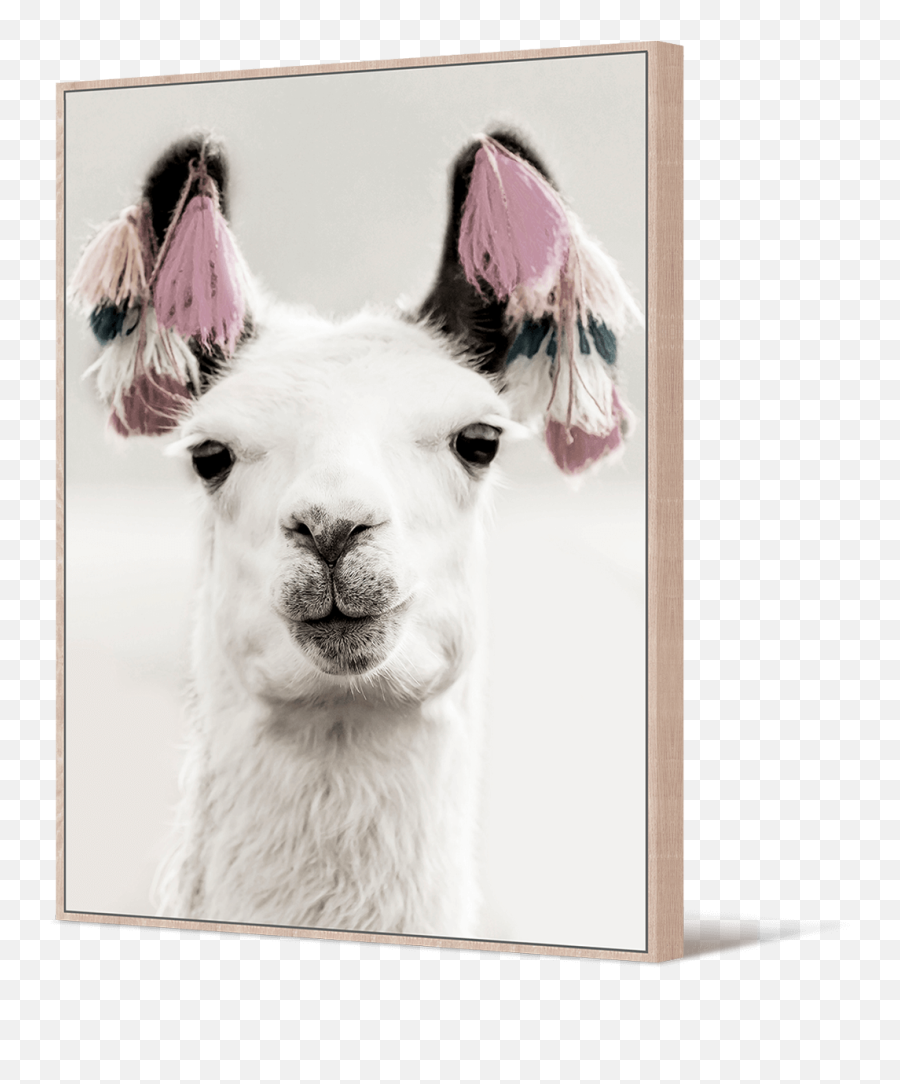 Bolivia Alpaca - Clip Art Library Another Birthday No Prob Llama Emoji,Alpaca Clipart