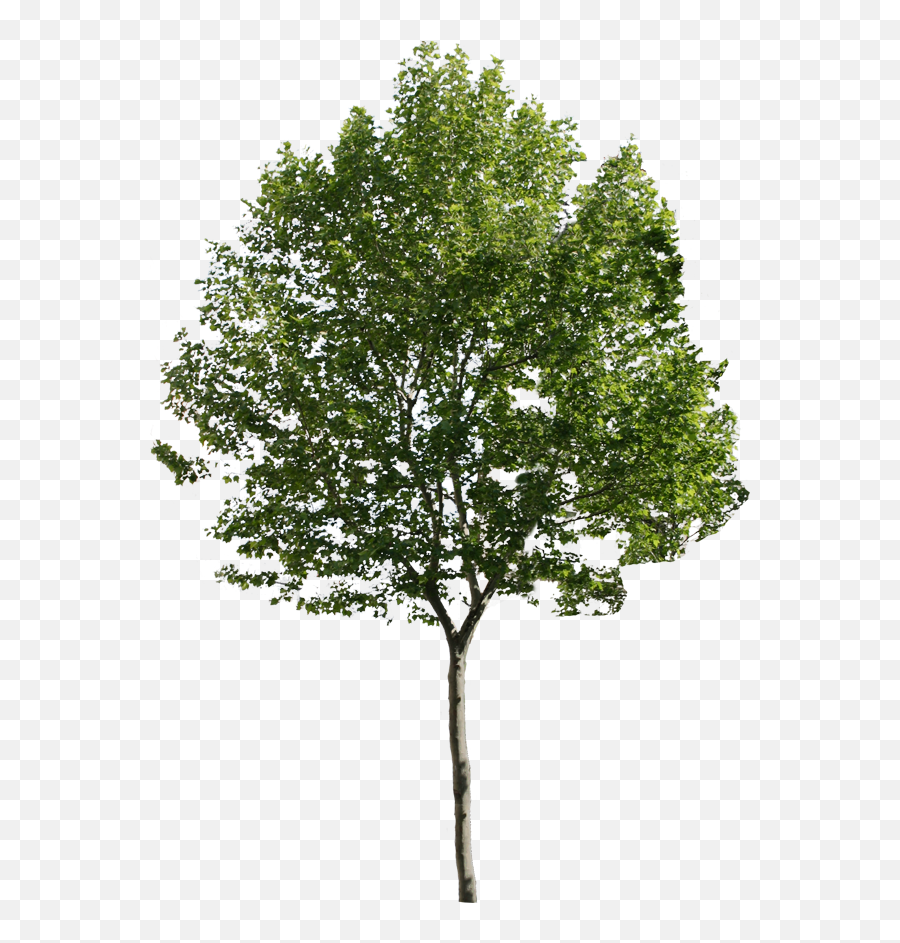 Landscape Trees Png 2 Png Image - Architecture Tree Section Png Emoji,Trees Png