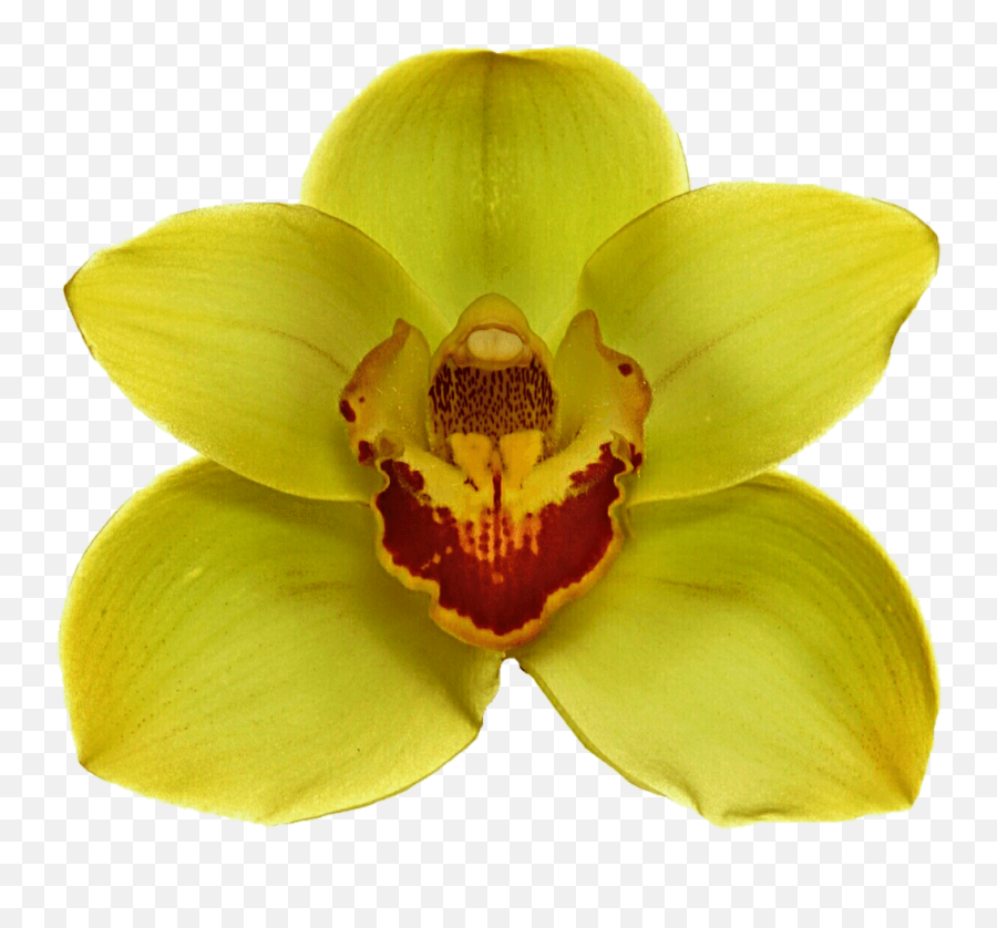Yellow Orchid Transparent Png - Yellow Orchid Png Emoji,Orchid Clipart