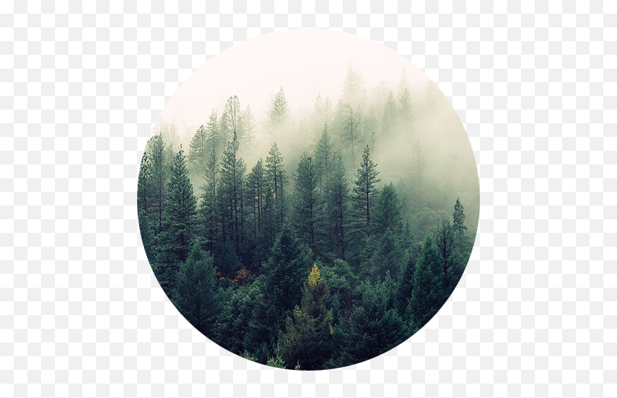 Download Forestry Solutions - Society6 Ascension Wall Don T Lose Hope Nor Be Sad Emoji,Forest Png