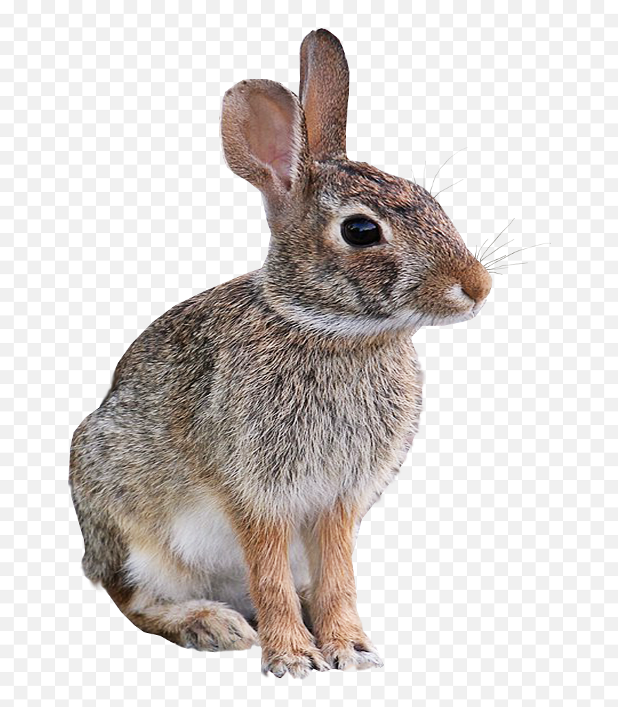 Wild Rabbit Animal Png Image Transparent Background Free - Transparent Background Transparent Animals Emoji,How To Make A Transparent Background In Photoshop