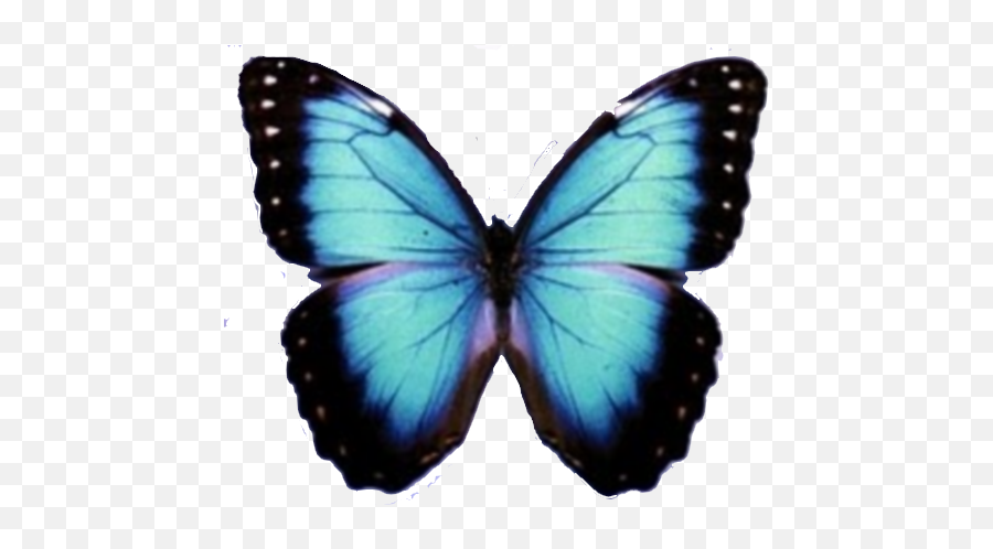 Blue Butterfly Png Transparent Background Free Download - Transparent Background Transparent Blue Butterfly Png Emoji,Butterfly Png